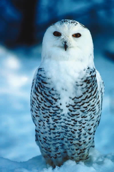 Snowy_Owl.jpg