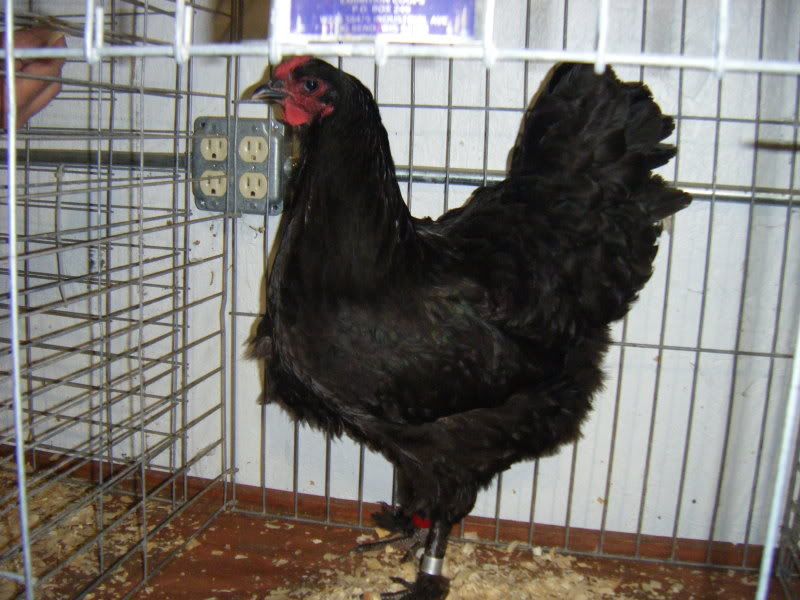 PoultryShows002.jpg