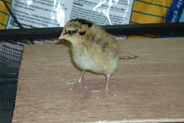 chick2-1.jpg