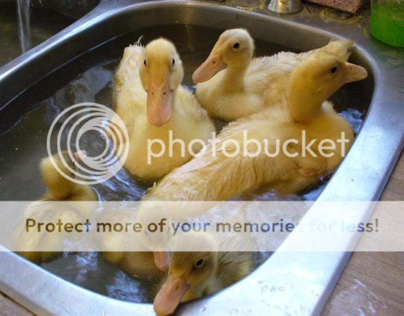 bathtimeLarge.jpg