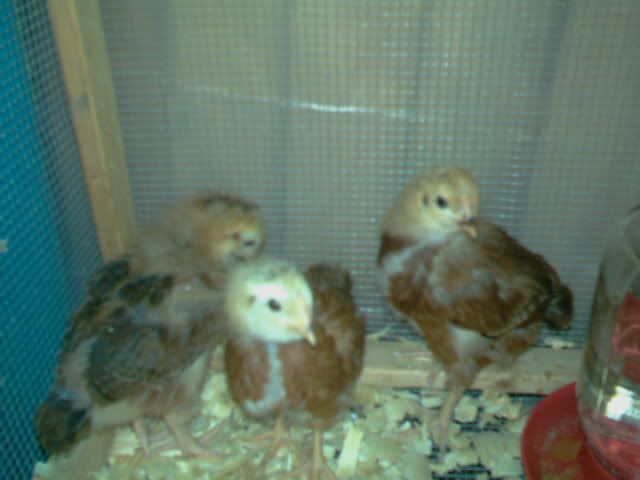 IMAG0006.jpg
