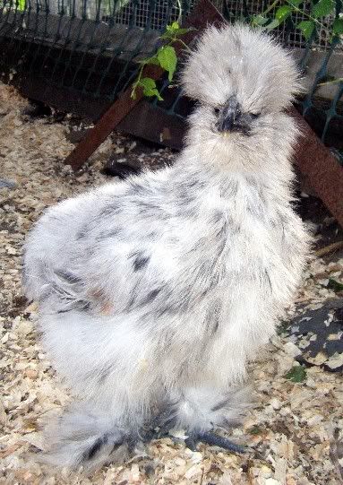 chickens054.jpg
