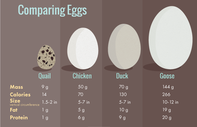 Comparing-Duck-Eggs-and-Other-Eggs.png