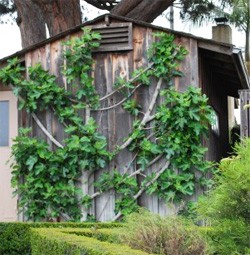 810-Fig-Tree-Espalier.jpg