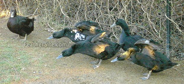 CayugaDucks.JPEG