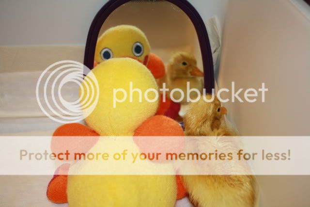 1stduckling006-1.jpg