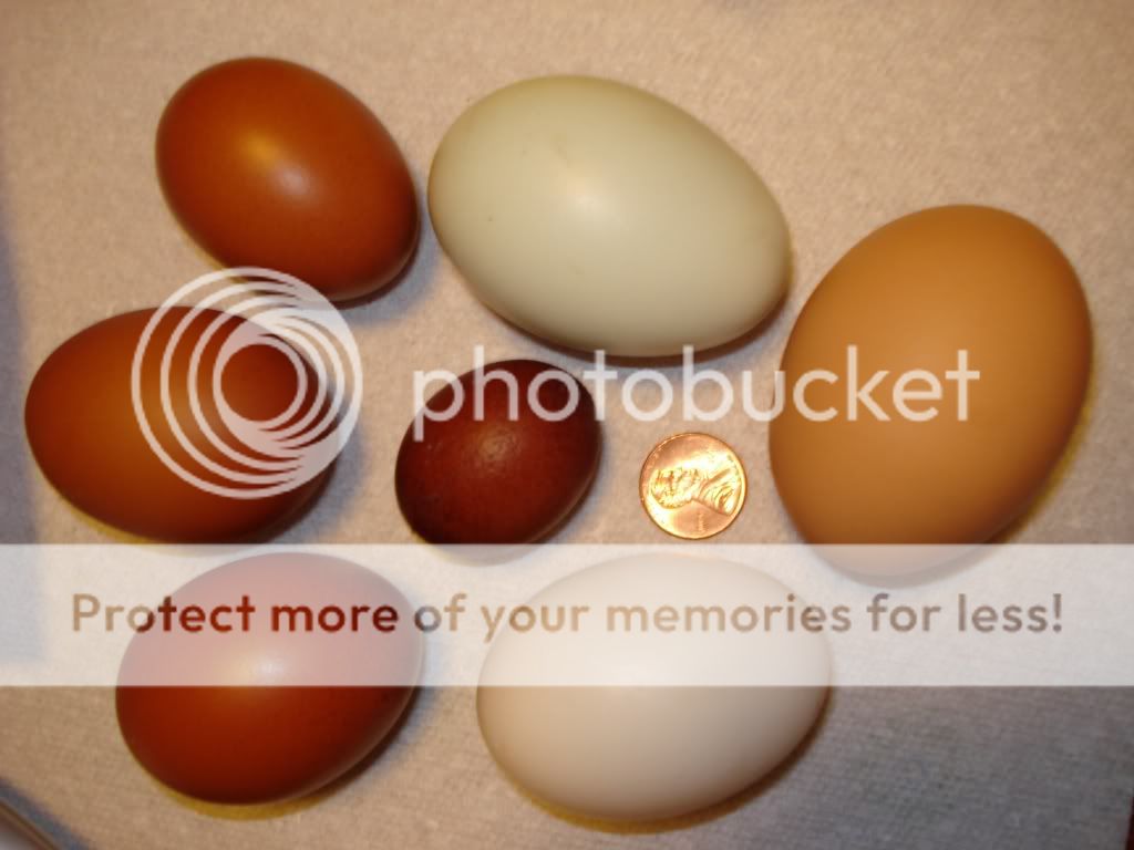 groupofeggswithregulars.jpg