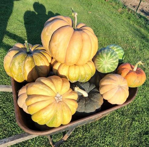 full-665-150600-pumpkins_2.jpg