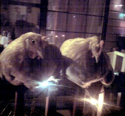 chicksporchlights.jpg