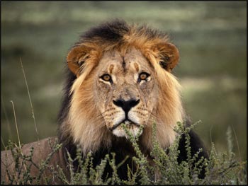 male-lion-picture.jpg