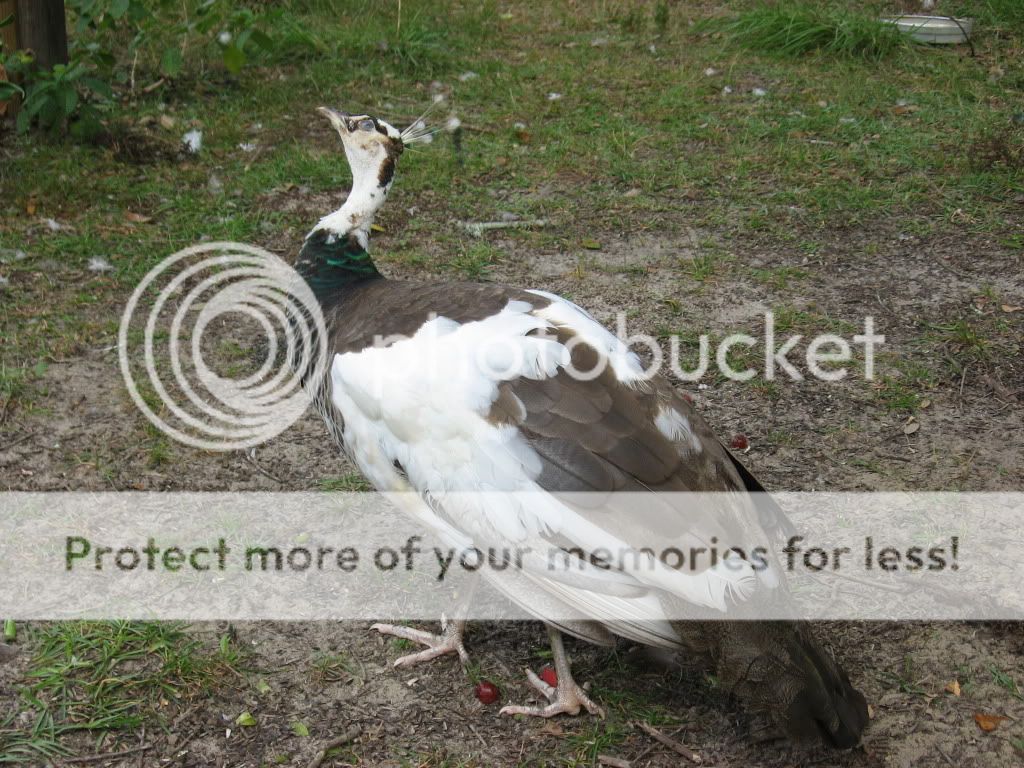 Classicbehaviorwhenspottingahawk.jpg