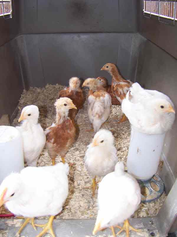 chickens001.jpg
