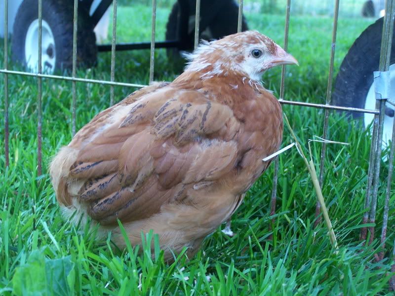 secondhatchchicks034.jpg