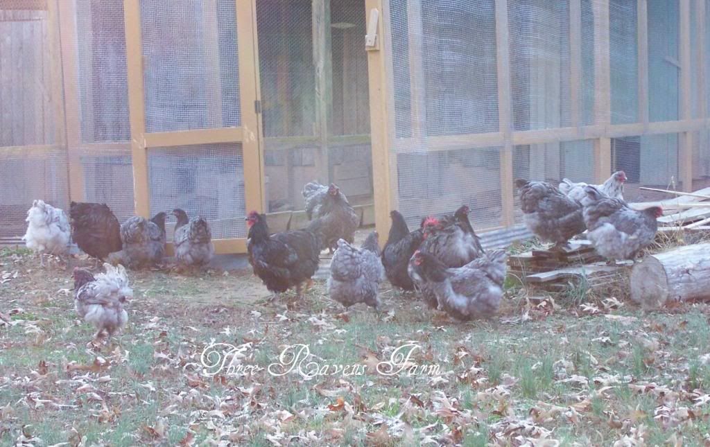 Allthechickens12-01-2010-1.jpg