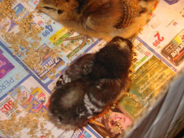 chicks005.jpg