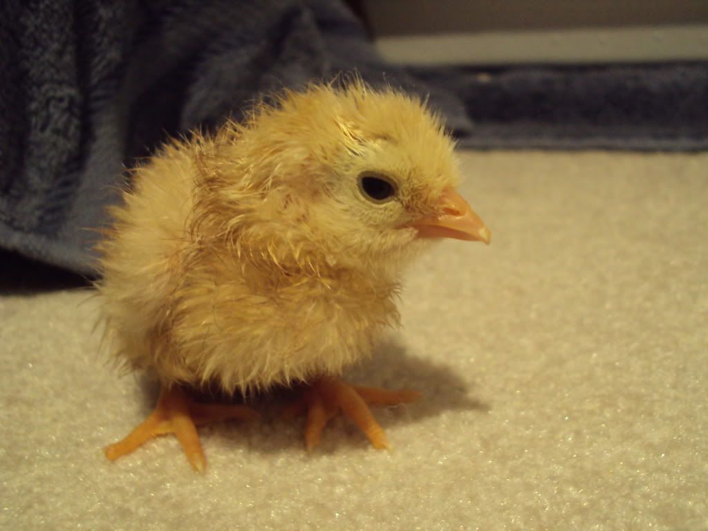 ChickPicks087.jpg
