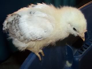chicksnchickens019.jpg