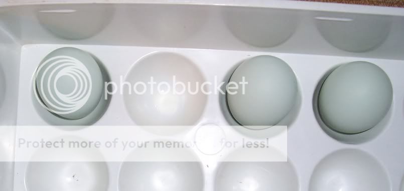 Bleueggs819-822.jpg