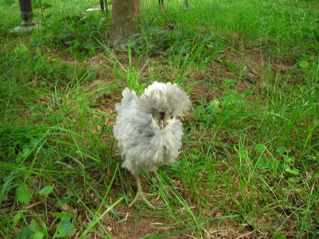 DSCN0588.jpg