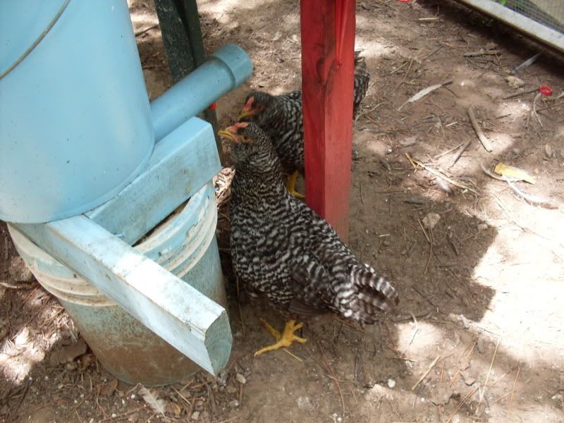 SDC10470.jpg