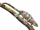 buy-elephant-eared-chameleon.jpg