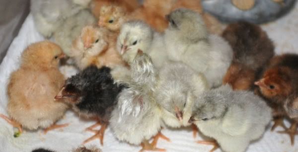 chicks5.jpg