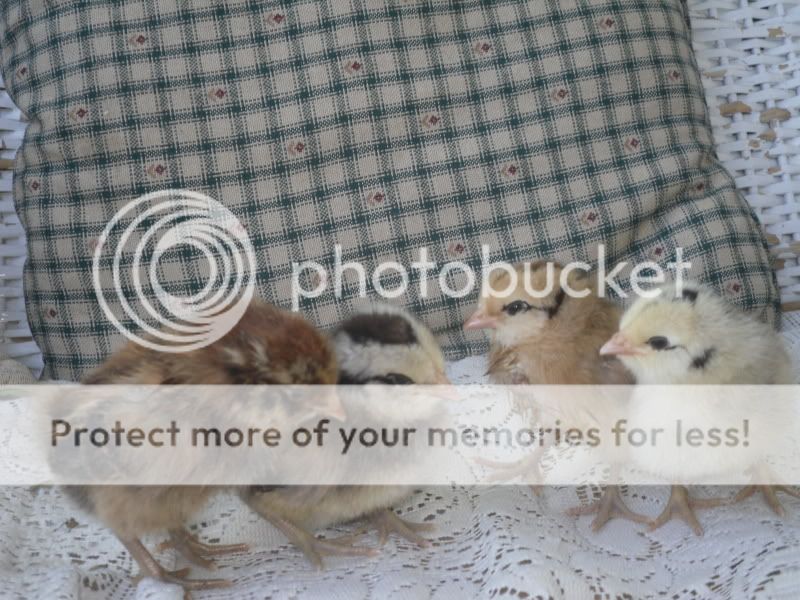 44chicks.jpg