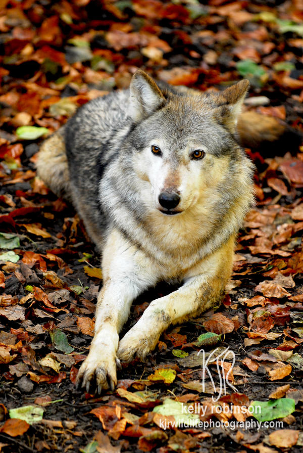 pale_wolf_by_shadow_and_flame_86-d5s9xk4.jpg
