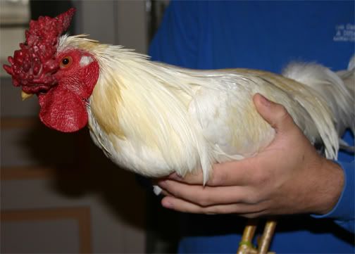 PRToppycock.jpg