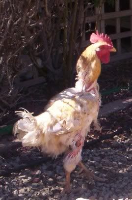 roostermarch8a.jpg