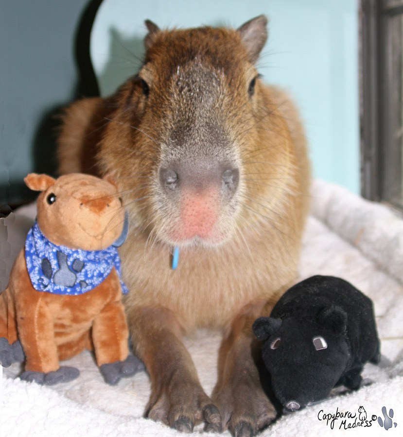 2011_05_21_01_sGaribaldiPlushies.jpg