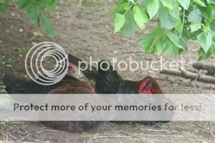 5262009chickens066.jpg