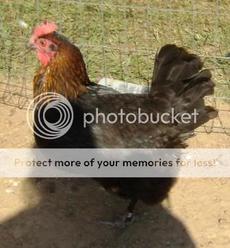 hens8.jpg