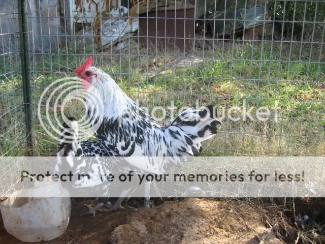 Chickens014.jpg