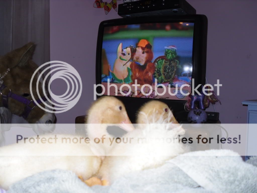 SDC10625.jpg