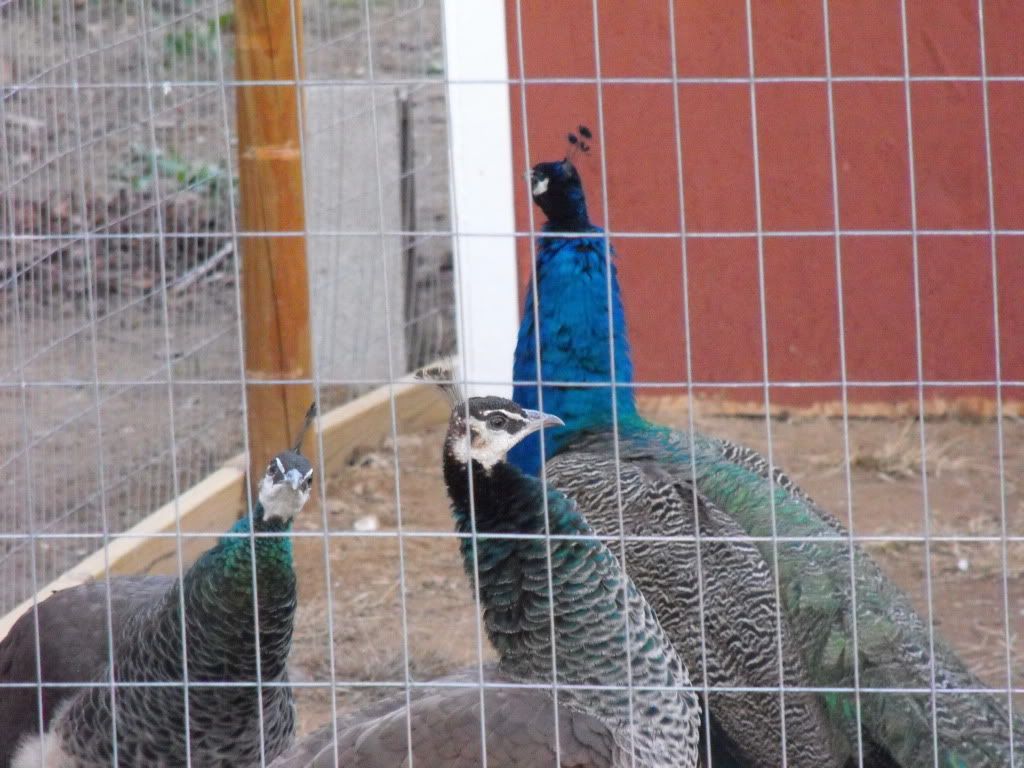peacocks134.jpg