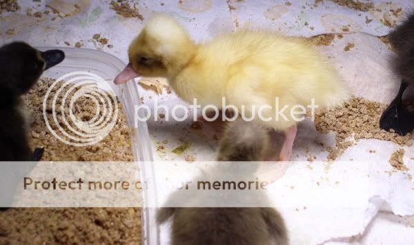 TinyDucklingFWRunResize.jpg