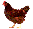 animated-chicken-image-0109.gif