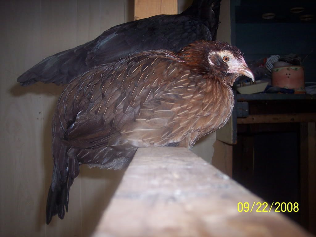 Picture178.jpg