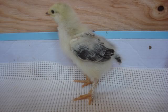 ChickLightBrahmaPullet.jpg