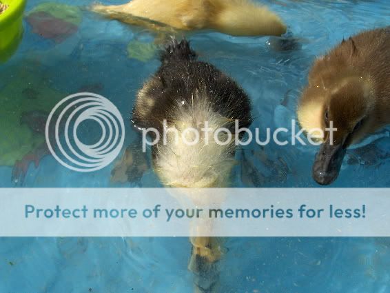 Snorkelduck.jpg