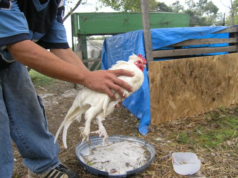 WhtBantam2.jpg
