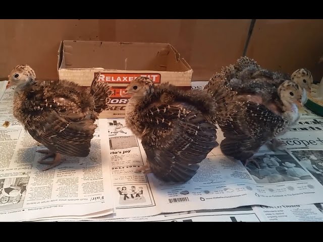 Amazing! Gobbling Baby Turkeys - Calling All Turkeys - YouTube