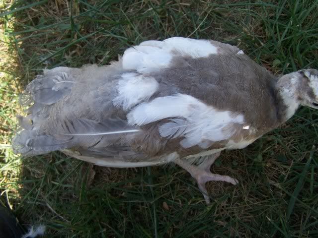 peachicks075.jpg