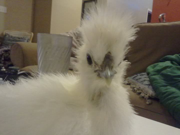 silkie86front.jpg