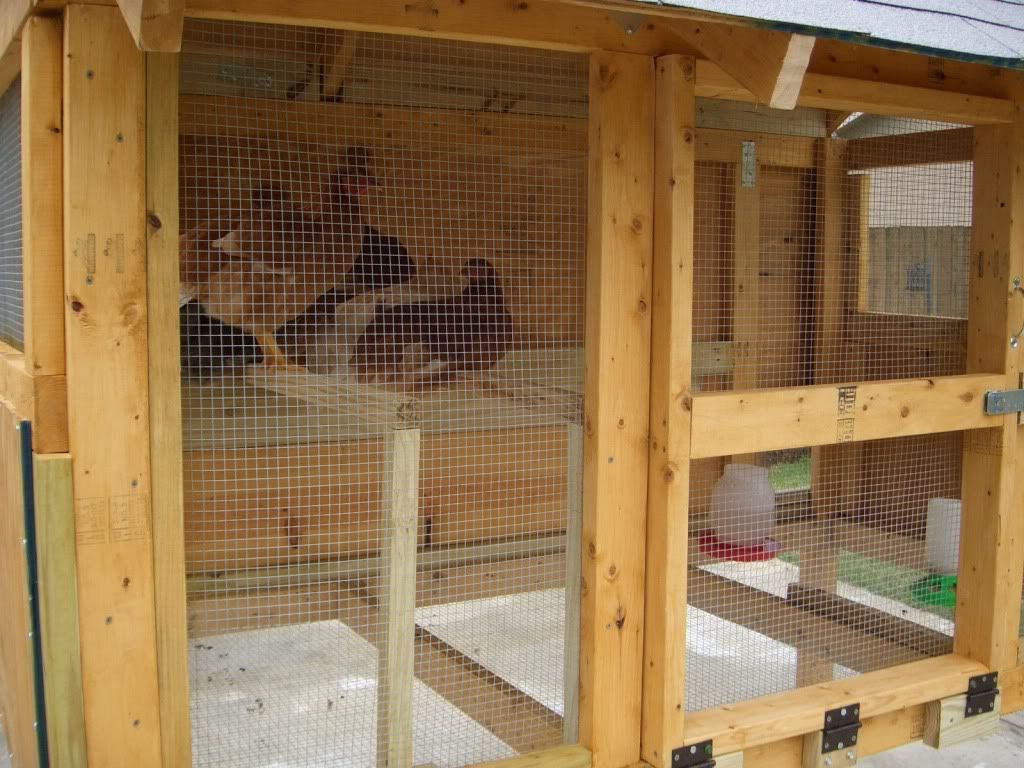 Chickenscoop008.jpg