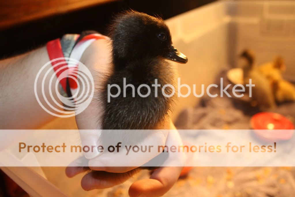 newducklings019.jpg