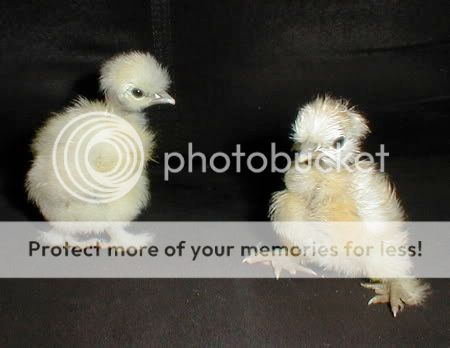 twoshowgirls.jpg