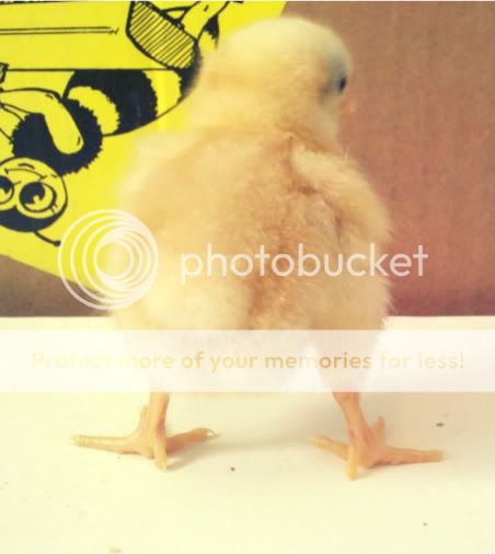 2011-05-06_16-32-31_255.jpg