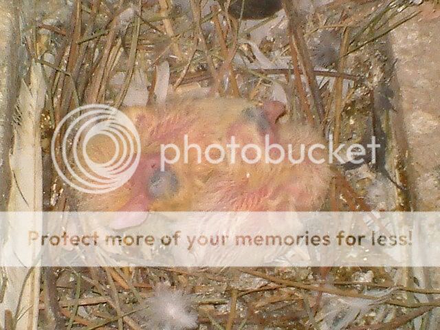 DSCF2979.jpg